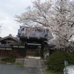 長善寺門前の桜も少し遅れて満開に咲きました。